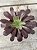 Aeonium cherry dream - Imagem 2