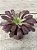 Aeonium cherry dream - Imagem 3