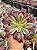 Aeonium medusa - Imagem 1