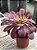 Aeonium medusa - Imagem 2