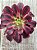Aeonium medusa - Imagem 3