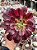 Aeonium medusa - Imagem 1
