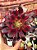 Aeonium medusa - Imagem 1