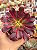 Aeonium medusa M (sem raiz) - Imagem 2