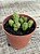 Peperomia columella - Imagem 3