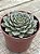 Graptopetalum tacitus bellus - Imagem 2