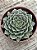 Graptopetalum tacitus bellus - Imagem 3