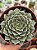 Graptopetalum tacitus bellus - Imagem 1
