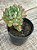 Echeveria blue apple - Imagem 3