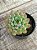 Echeveria blue apple - Imagem 2