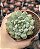 Echeveria blue apple - Imagem 1