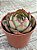 Echeveria yang jin - Imagem 3