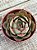 Echeveria yang jin - Imagem 2
