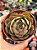 Echeveria yang jin - Imagem 1