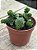 Sedum atlantis - Imagem 2