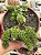 Sedum atlantis - Imagem 1