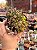 Monanthes polyphylla - Imagem 1