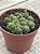 Monanthes polyphylla - Imagem 2