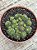 Monanthes polyphylla - Imagem 3