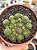 Monanthes polyphylla - Imagem 1