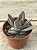 Crassula garnet lótus - Imagem 3