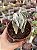Cotyledon undulata - Imagem 1