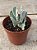 Cotyledon undulata - Imagem 2