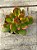 Crassula ovata (mini jade) - Imagem 3