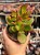 Crassula ovata (mini jade) - Imagem 2