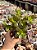 Crassula ovata (mini jade) - Imagem 1