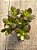 Crassula ovata (mini jade) - Imagem 3