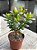 Crassula ovata (mini jade) - Imagem 2