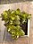 Crassula ovata (mini jade) - Imagem 3
