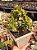 Crassula ovata (mini jade) - Imagem 1