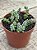Crassula coralina - Imagem 2