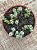 Crassula coralina - Imagem 3