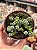 Crassula coralina - Imagem 1