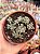 Sedum spathulifolium ‘purpureum’ - Imagem 1