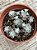 Sedum spathulifolium ‘purpureum’ - Imagem 3