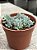 Graptopetalum pachyphyllum blue bean - Imagem 2