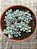 Graptopetalum pachyphyllum blue bean - Imagem 3