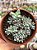 Graptopetalum pachyphyllum blue bean - Imagem 1