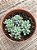Graptopetalum pachyphyllum blue bean - Imagem 3