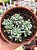 Graptopetalum pachyphyllum blue bean - Imagem 1