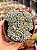 Graptopetalum pachyphyllum blue bean - Imagem 1