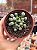 Fenestraria aurantiaca (dedo de E.T) - Imagem 1