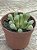 Fenestraria aurantiaca (dedo de E.T) - Imagem 2