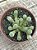 Fenestraria aurantiaca (dedo de E.T) - Imagem 3