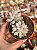 Pachyphytum baby finger - Imagem 1