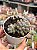 Pachyphytum baby finger - Imagem 1